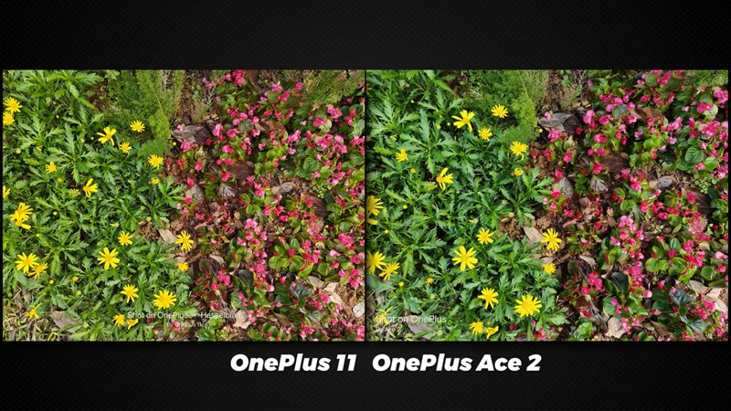 So sánh ảnh chụp bởi OnePlus Ace 2 và OnePlus 11 trong điều kiện đủ sáng So sánh ảnh chụp bởi OnePlus Ace 2 và OnePlus 11 trong điều kiện đủ sáng